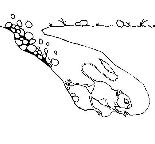 Dibujo de Canguro rata para Colorear - Dibujos.net