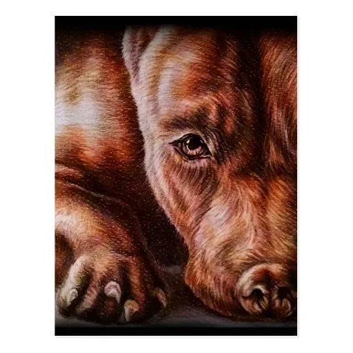 Dibujo de la cara del pitbull de Brown del perro Postal | Zazzle