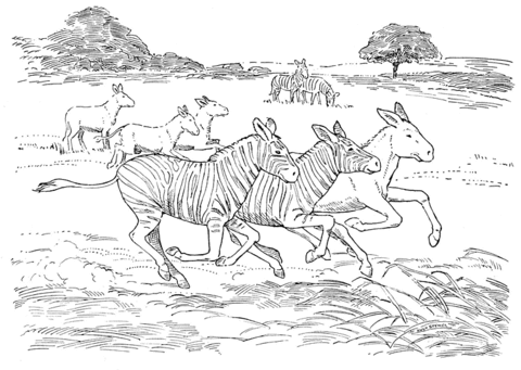 Dibujo de Cebras corriendo con Caballos para colorear | Dibujos ...