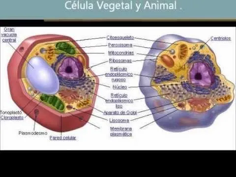 Dibujo de celula animal y vegetal - Imagui