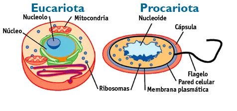 Dibujo de la célula procariota y eucariota - Imagui