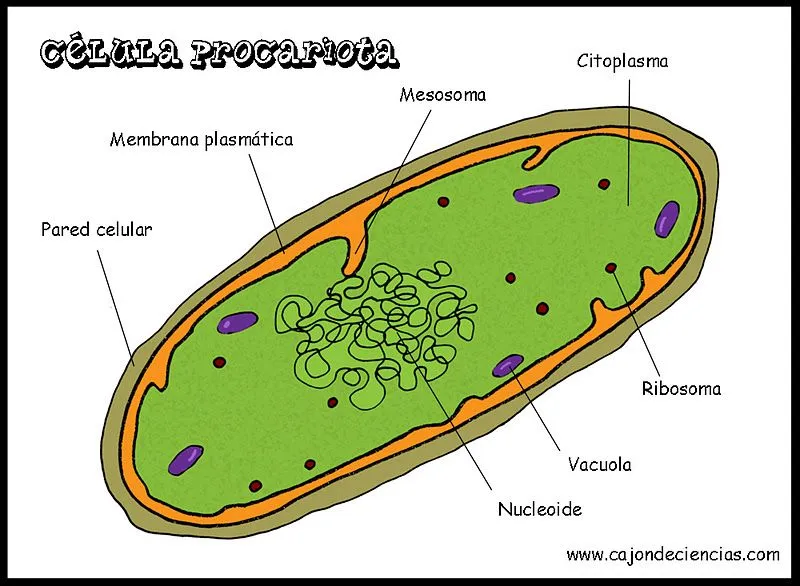 Imagenes de la celula procariota con sus partes - Imagui