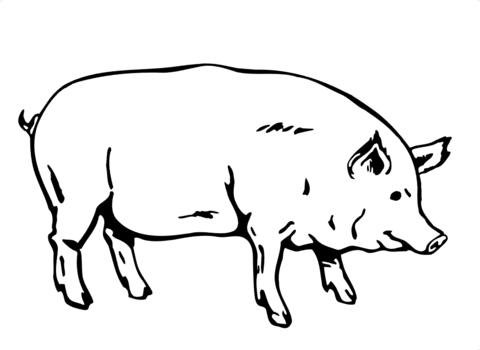 Dibujo de Gran Cerdo para colorear | Dibujos para colorear ...