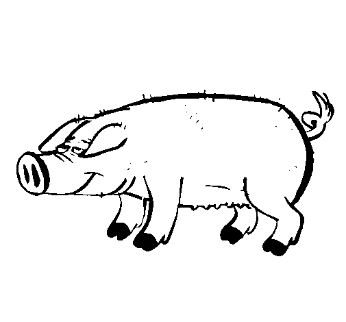 Dibujo de Cerdo con pezuñas negras para Colorear - Dibujos.net