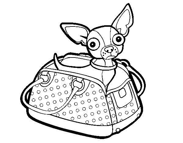 Dibujo de Chihuahua de viaje para Colorear - Dibujos.net