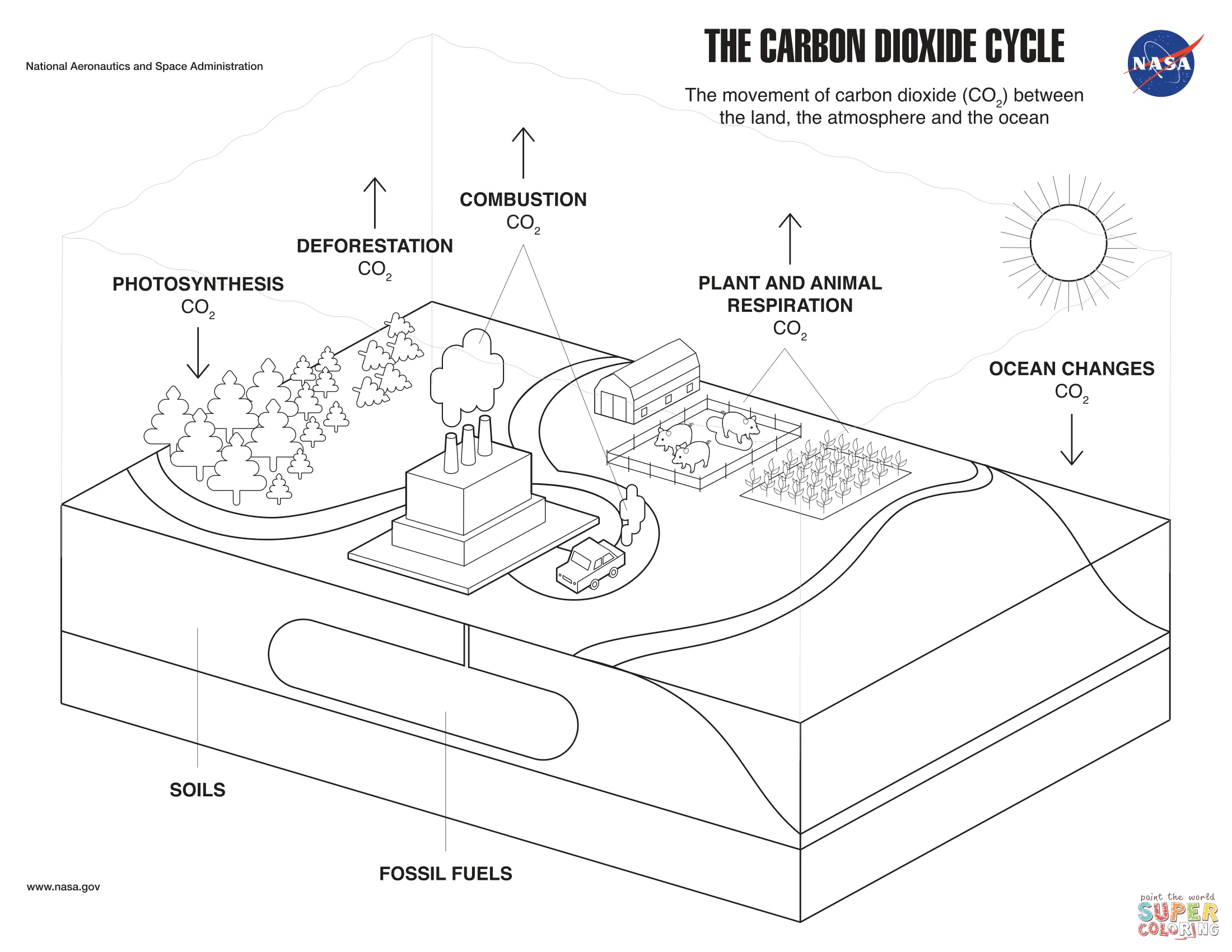 Dibujo de El ciclo del dióxido de carbono para colorear | Dibujos para  colorear imprimir gratis