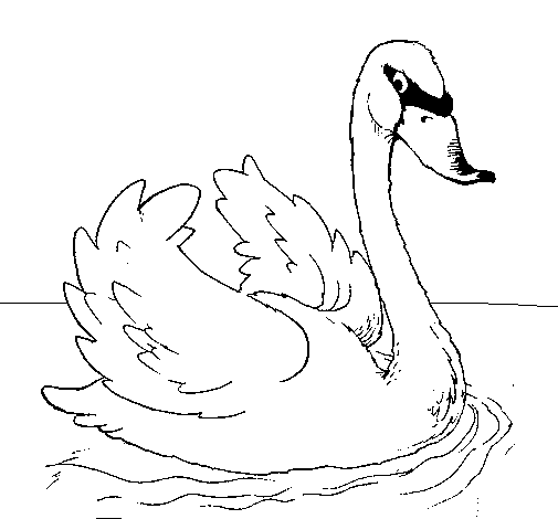 Dibujo de Cisne en el agua para Colorear - Dibujos.net