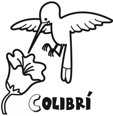 Como dibujar un colibri facil - Imagui