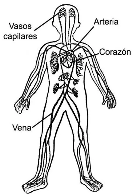Imagenes del sistema circulatorio para dibujar faciles - Imagui