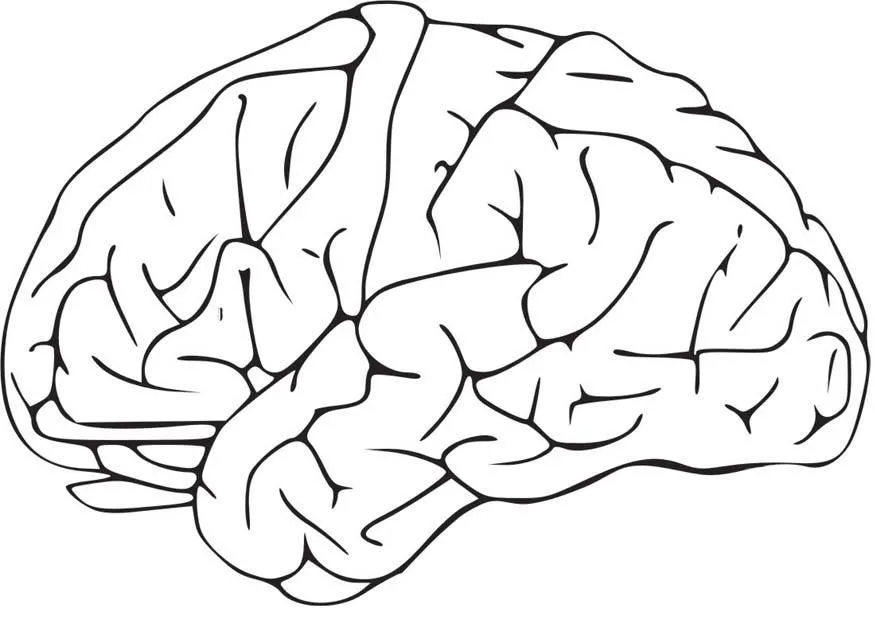 Dibujo para colorear Cerebro - Img 16581