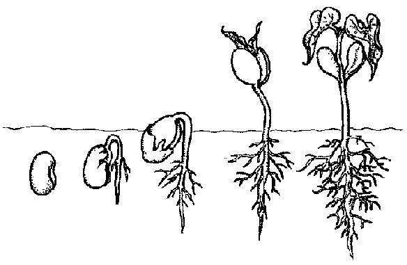 Dibujo para colorear del ciclo de vida de una planta - Imagui