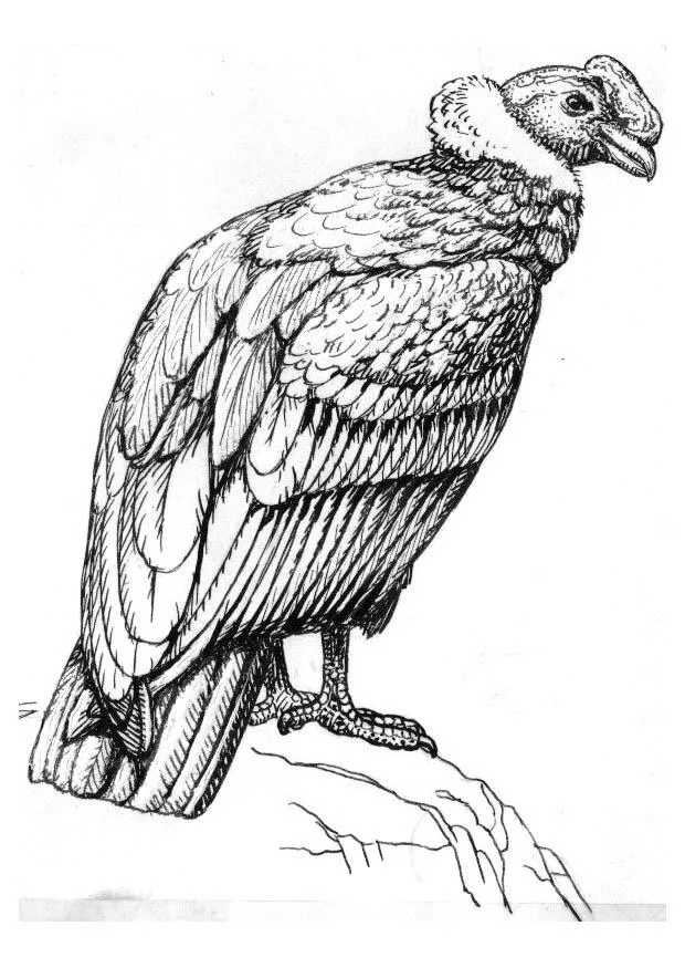Dibujo para colorear condor - Img 16622
