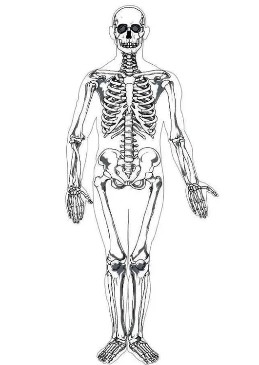 Dibujo para colorear Esqueleto humano - Dibujos Para Imprimir Gratis - Img  7622