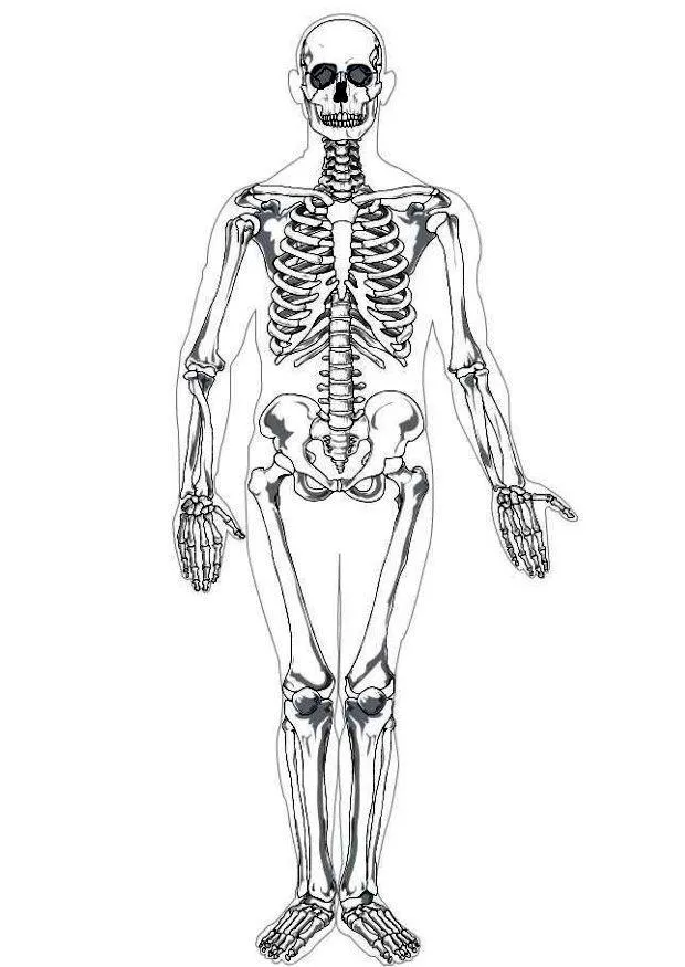 Dibujo para colorear Esqueleto humano - Img 7622