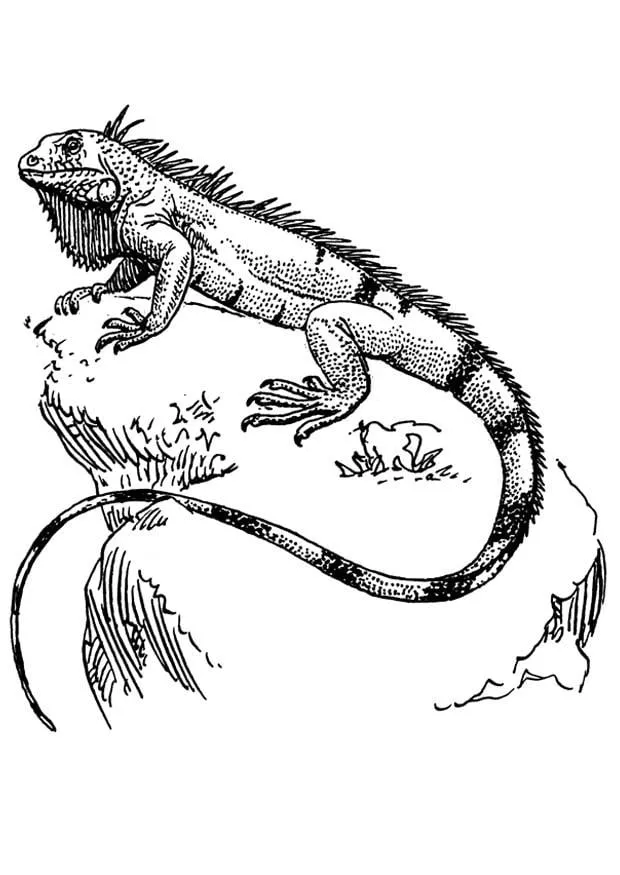 Dibujo para colorear iguana - Img 16643