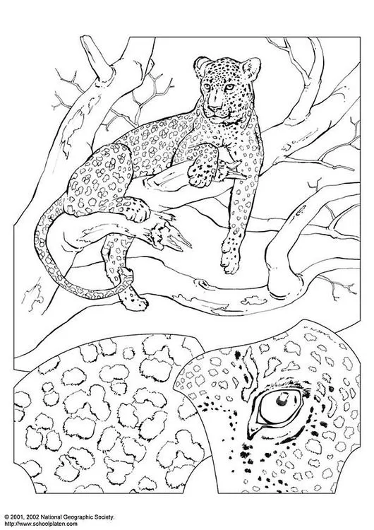 Dibujo para colorear Leopardo - Dibujos Para Imprimir Gratis - Img 3069