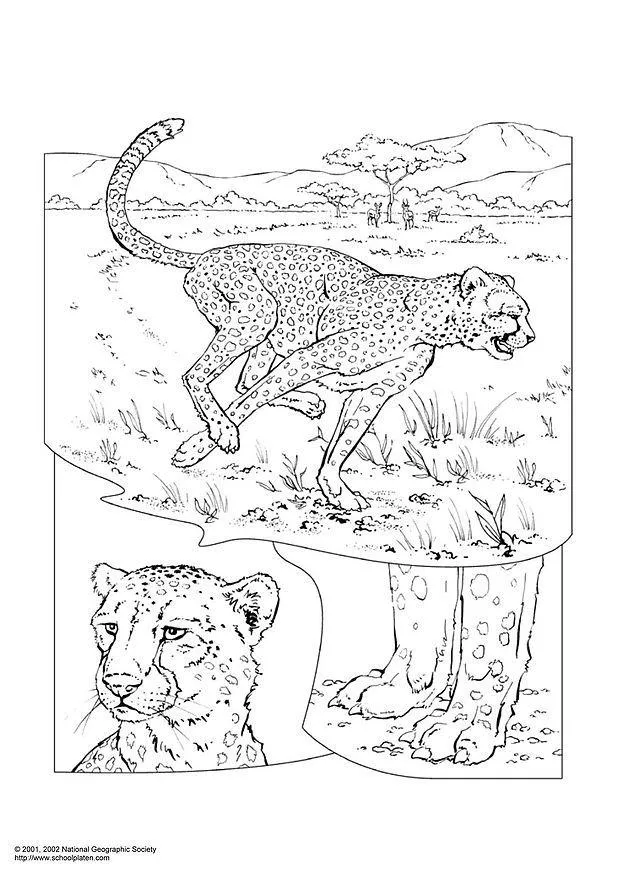 Dibujo para colorear Leopardo - Dibujos Para Imprimir Gratis - Img 3051