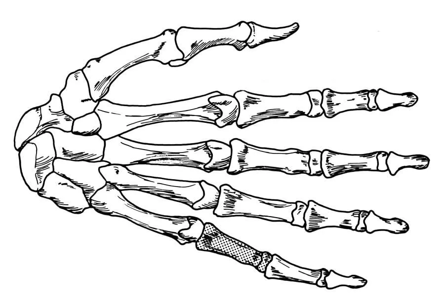 Dibujo para colorear mano - esqueleto - Dibujos Para Imprimir Gratis - Img  18906