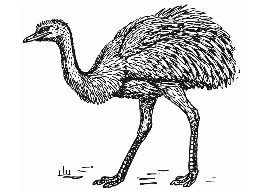 Dibujo para colorear ñandú - avestruz - Img 13278