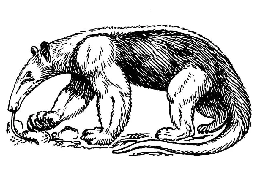Dibujo para colorear Oso hormiguero - Img 13712 Dibujo para colorear Oso hormiguero - Img 13712
