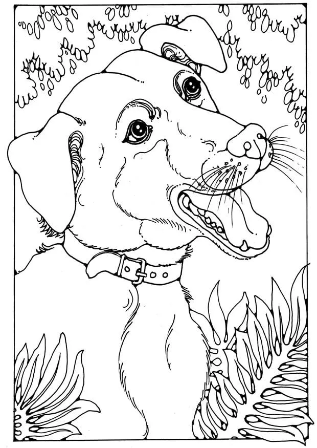 Dibujo para colorear perro mestizo - Dibujos Para Imprimir Gratis - Img  28200