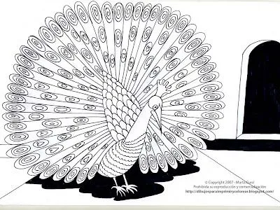 Dibujo para colorear o pintar de un pavo real Dibujo para colorear o pintar de un pavo real