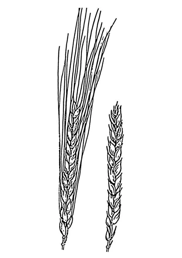 Dibujo para colorear trigo - Img 18902