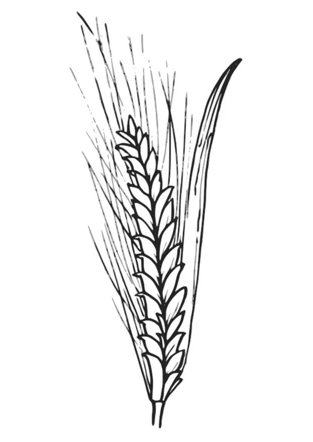 Dibujo para colorear trigo - Img 27321