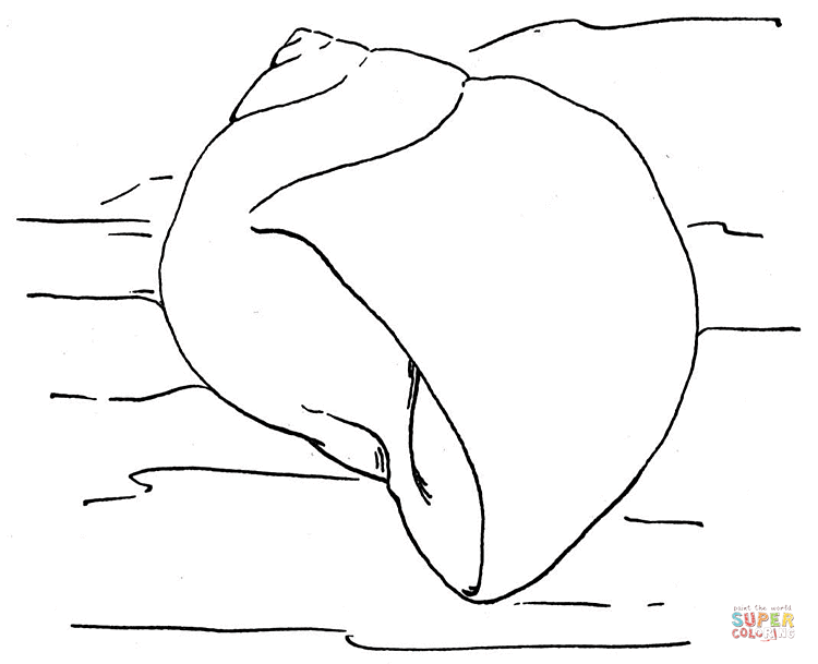 Dibujo de Concha de Caracol de Mar para colorear | Dibujos para ...