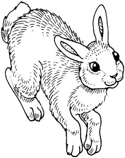 Dibujo de Conejo...