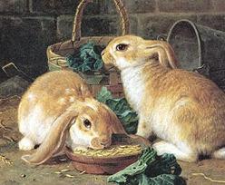 Dibujo de conejos comiendo
