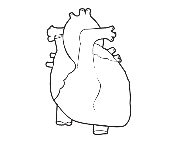 Dibujos del corazon y sus partes para colorear - Imagui