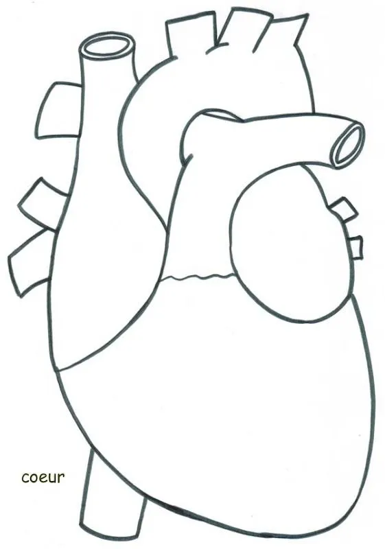 Dibujo del corazon con sus partes para colorear - Imagui
