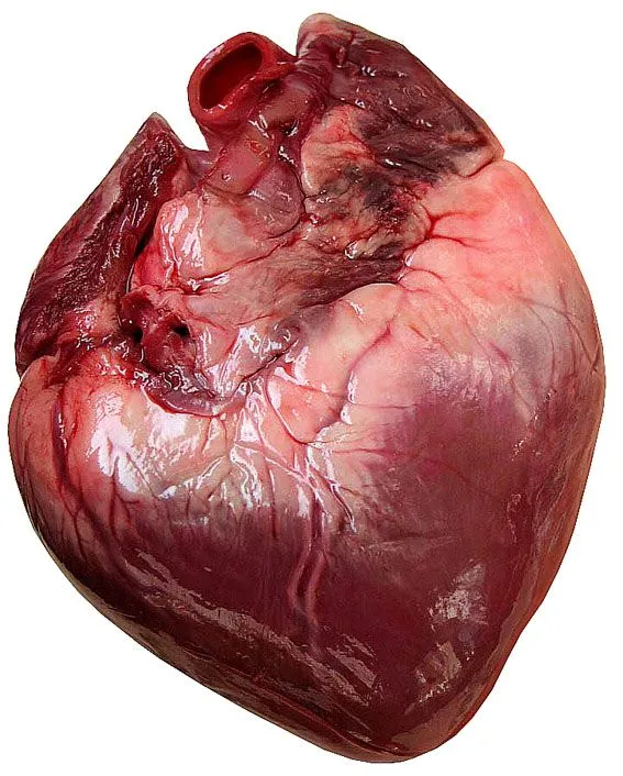 Dibujo de corazones reales - Imagui