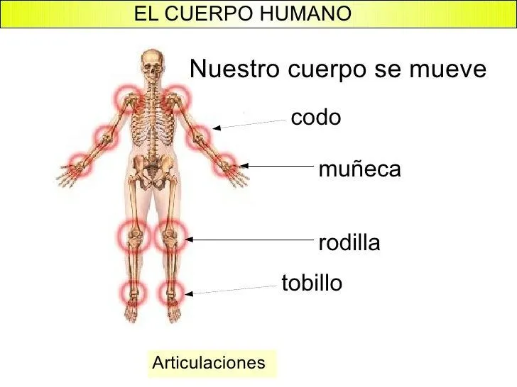 Dibujo del cuerpo humano y sus articulaciones para niños - Imagui