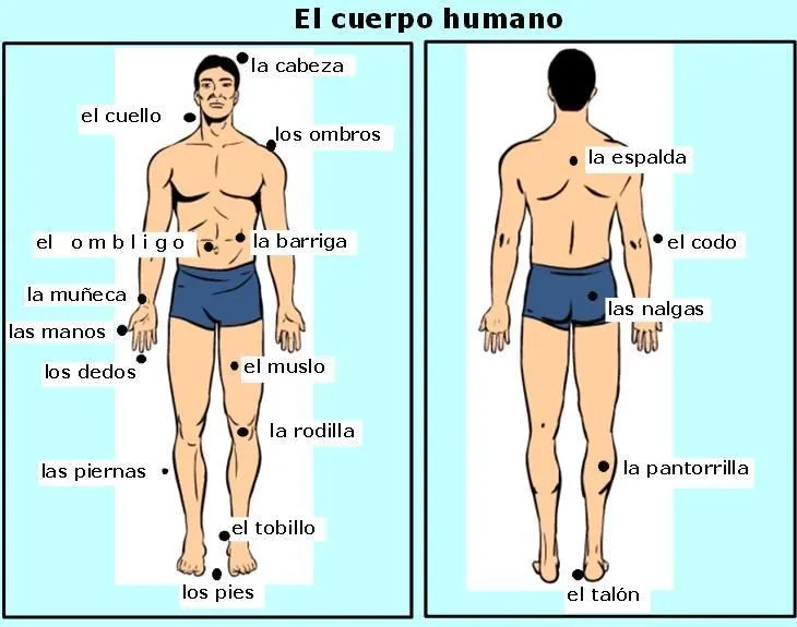 El cuerpo humano en inglés en dibujo - Imagui