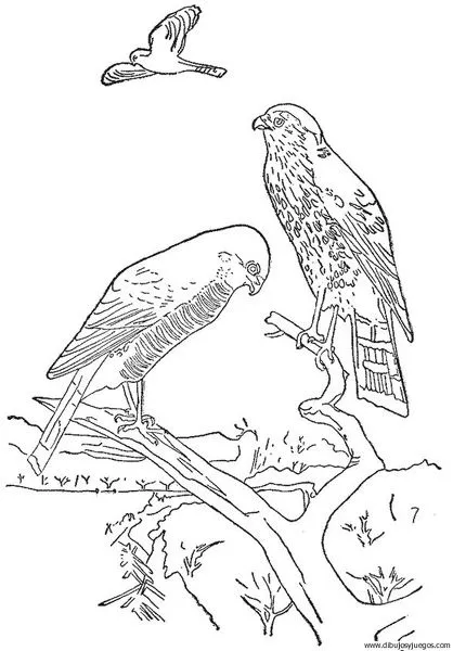 Aguilas en arboles en dibujo - Imagui