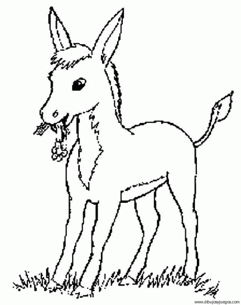Dibujo d un burro - Imagui