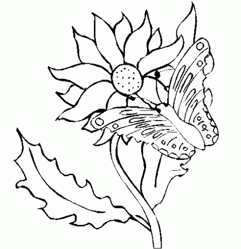Dibujos para colorear mariposas y flores - Imagui