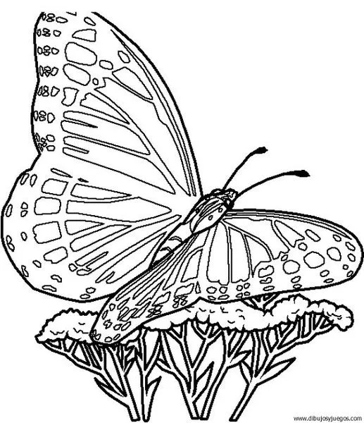 dibujo-de-mariposa-112 | Dibujos y juegos, para pintar y colorear