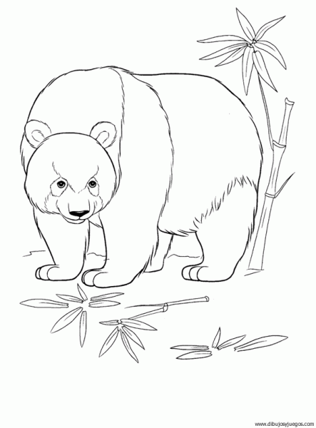 dibujo-de-oso-panda-005 | Dibujos y juegos, para pintar y colorear