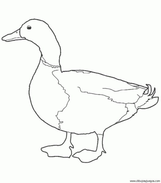Imágenes de dibujos de patos - Imagui