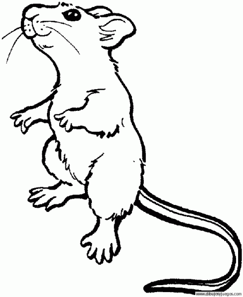Ratas para pintar - Imagui