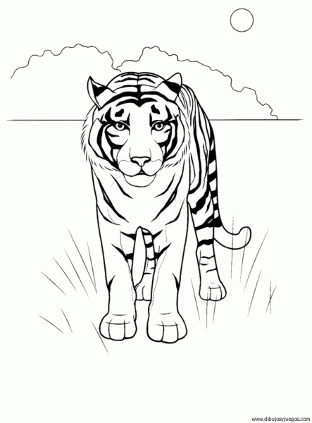 dibujo-de-tigre-019 | Dibujos y juegos, para pintar y colorear