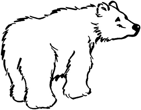 Dibujo de Dibujo de un oso pardo distraido para colorear | Dibujos ...