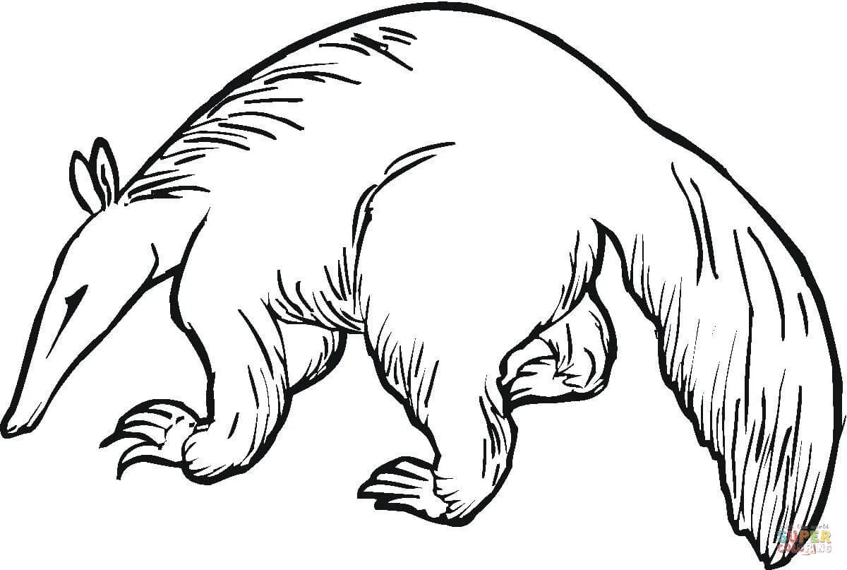 Dibujo de Dibujo realista de un oso hormiguero para colorear ...