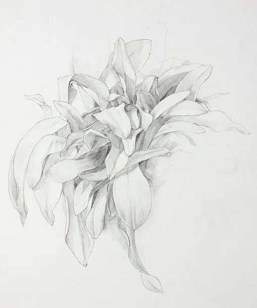 Dibujos de plantas a lapiz - Imagui