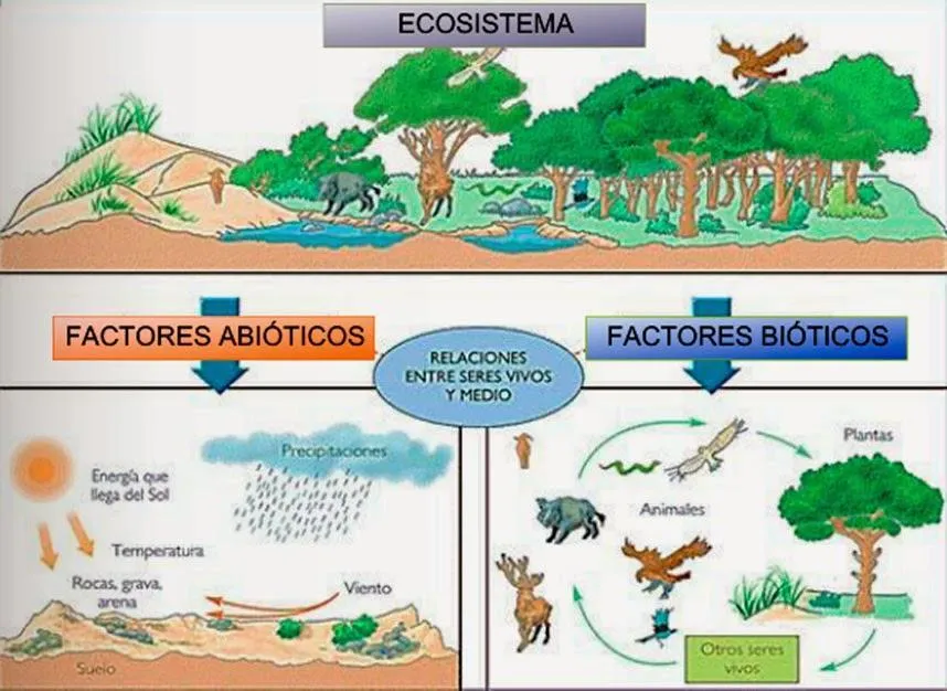 un dibujo de un ecosistema con los elementos bióticos y abióticos ​ -  Brainly.lat
