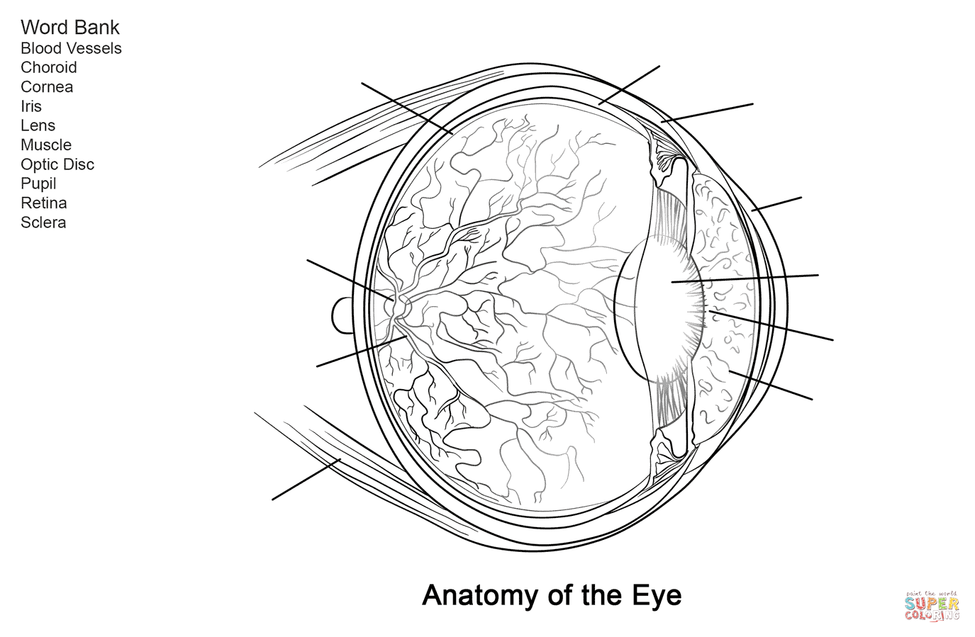 Dibujo de Ejercicio: Anatomía del Ojo Humano para colorear ...