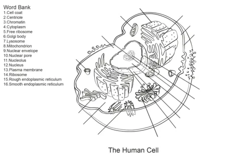 Dibujo de Ejercicio: Células humanas para colorear | Dibujos para ...